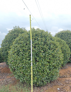 1760498966471284.jpg 红叶石楠球,冠幅150-350cm (1).jpg