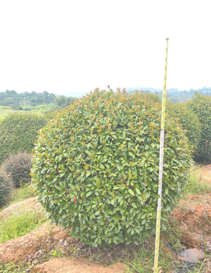 1760498983349541.jpg 红叶石楠球,冠幅150-350cm (4).jpg