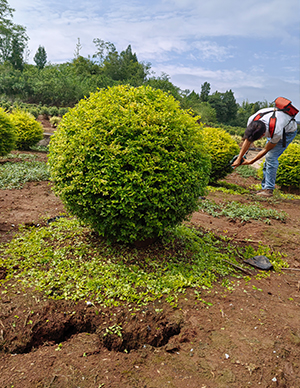 1760499011393236.jpg 亮晶女真球,冠幅60-120cm (3).jpg