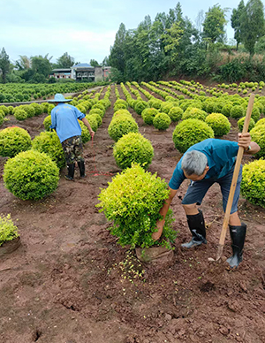 1760499023869709.jpg 亮晶女真球,冠幅60-120cm (2).jpg