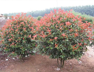 1762324040496851.jpg 红叶石楠球-(1).jpg