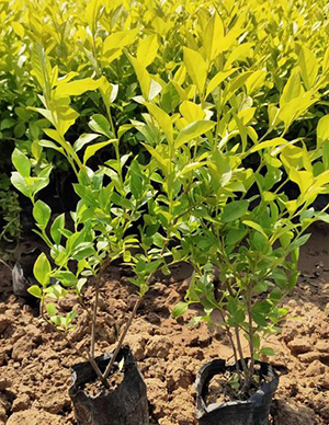 1762324135371280.jpg 金叶女贞苗.jpg