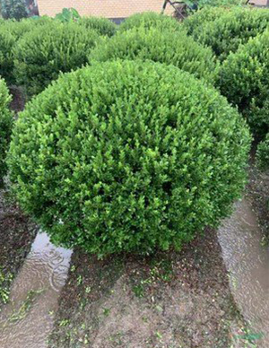 1762324169462024.jpg 瓜子黄杨球.jpg