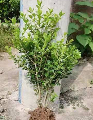 1762324176427810.jpg 瓜子黄杨苗.jpg